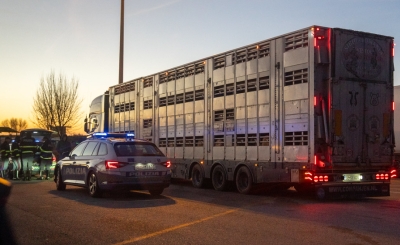 Trasporto animali, sanzionato camion per 10 mila euro: trovata a bordo una pecora morta