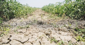 Mesagne. Riconoscimento danni da siccità 2022 per le imprese agricole
