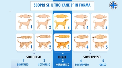 Enpa: “Almeno il 30% dei pet in Italia è in sovrappeso o obeso. Ecco come fare a capire se il nostro pet è in forma”