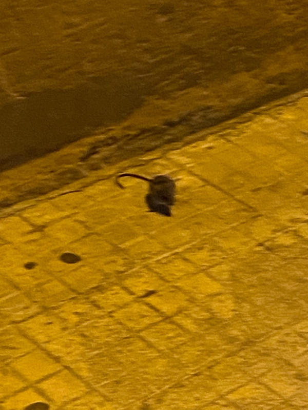 Mesagne. Ratti in piazza Porta Grande
