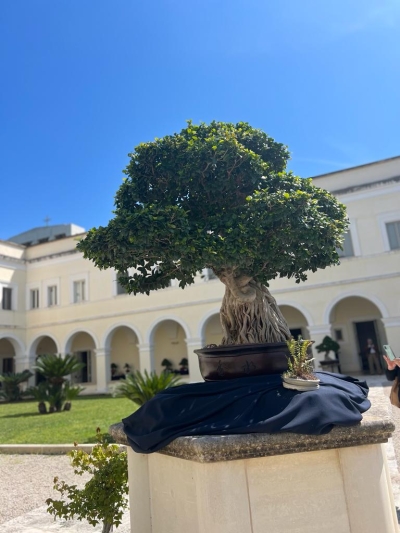 Un successo a Latiano il &quot;Bonsai World”, il giardino di bonsai di David Mas