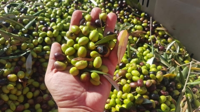 Per l’olivicoltura italiana, il patto etico fra produttori, frantoiani, trasformatori e industriali