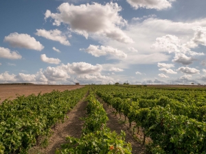 Fotovoltaico selvaggio, nuova minaccia nella terra dei vini salentini